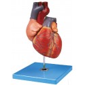 ANATOMICAL MODEL OF HUMAN HEART (SOFT)